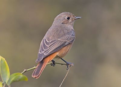 Eastern Black Redstart