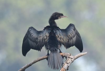 Little Cormorant