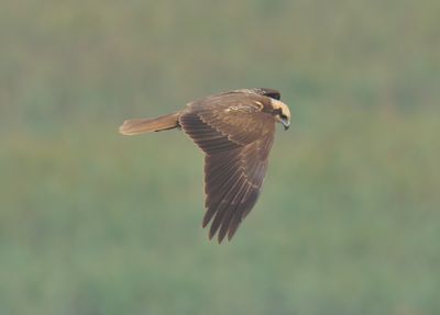 Marsh Harrier
