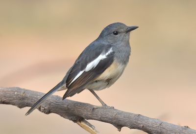Oriental Magpie Robin