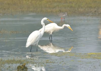 Intermediate Egret