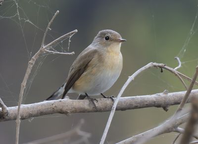 Red-breasted Flycatcher