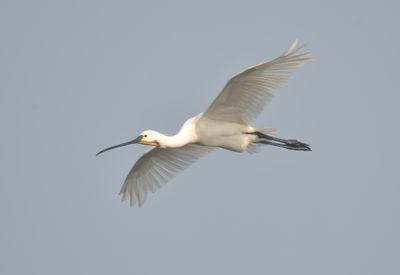 Spoonbill