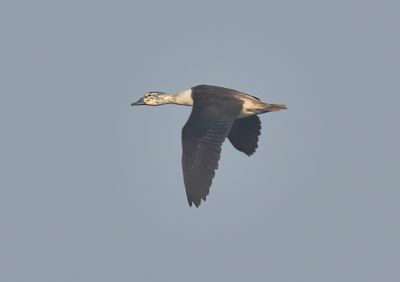 Comb Duck