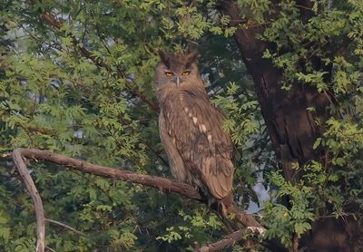 Dusky Eagle Owl