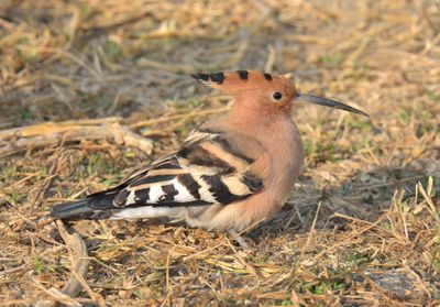 Hoopoe