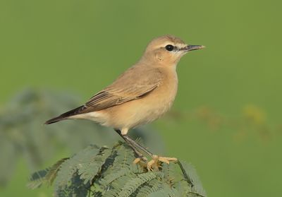Isabelline Wheatear