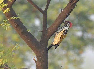 Lesser Flameback