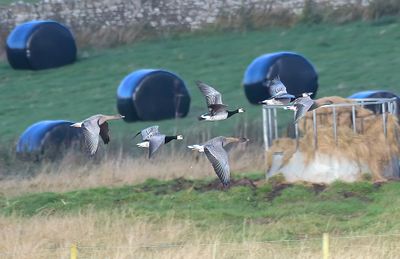 Barnacle Goose