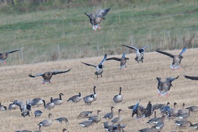 Barnacle Goose