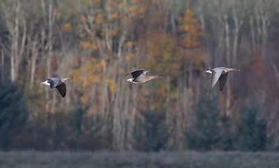 Pink-footed Goose