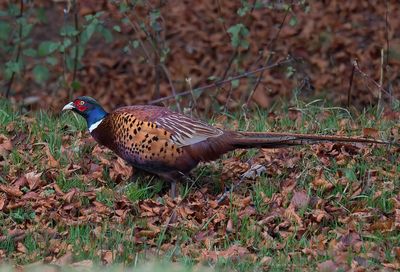 Pheasant