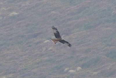 Red Kite