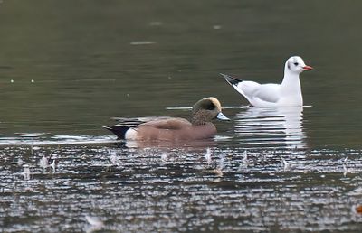 American Wigeon