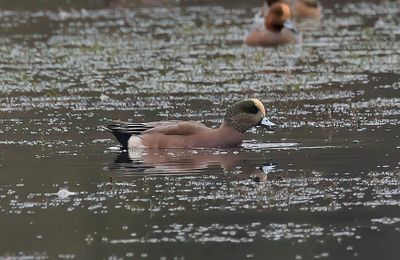 American Wigeon