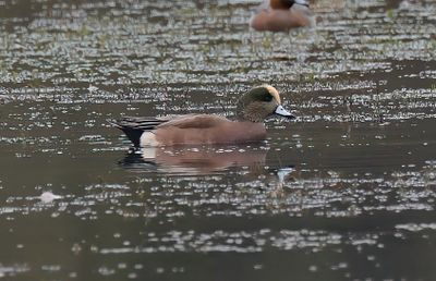 American Wigeon
