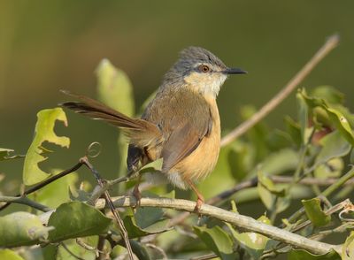 Ashy Prinia