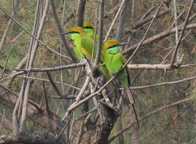 Asian Green Bee-eater