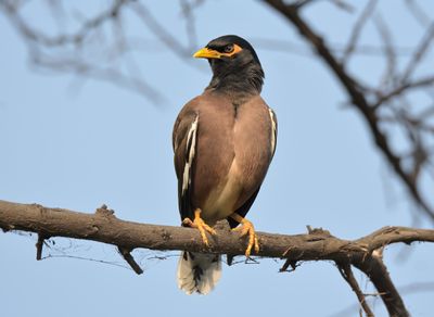 Common Myna