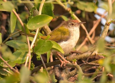 Common Tailorbird