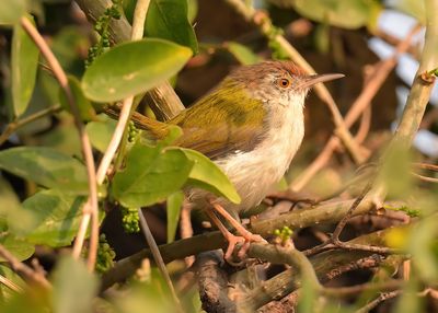 Common Tailorbird