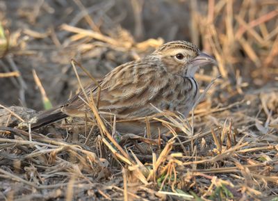 Indian Bushlark