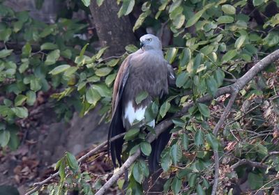 Lesser Fish Eagle
