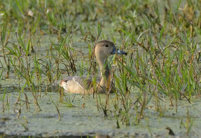 Lesser Whistling Duck