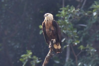 Pallas's Fish Eagle