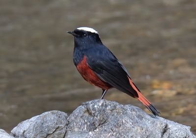 ROBINS & CHATS