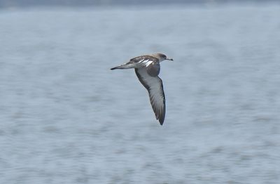 SCOPOLI'S SHEARWATER