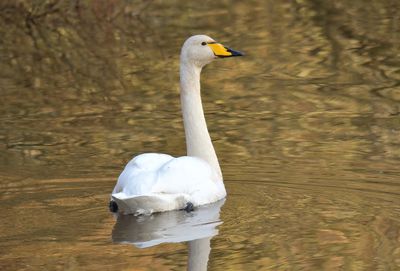 Whooper Swan