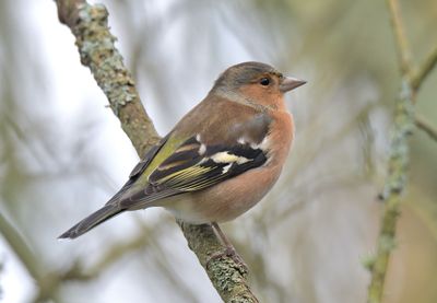Chaffinch