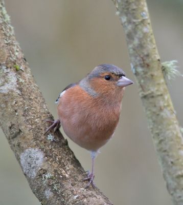 Chaffinch