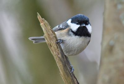 Coal Tit