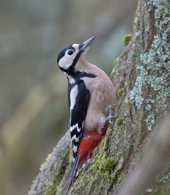 Great-spotted Woodpecker