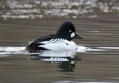 Goldeneye