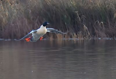 Goosander