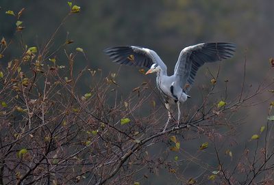 Grey Heron