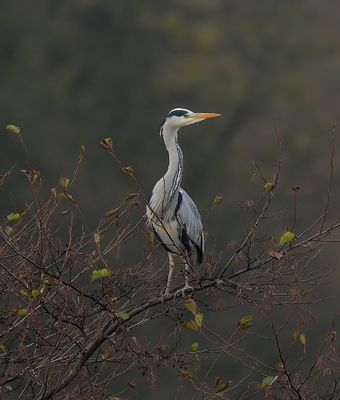 Grey Heron