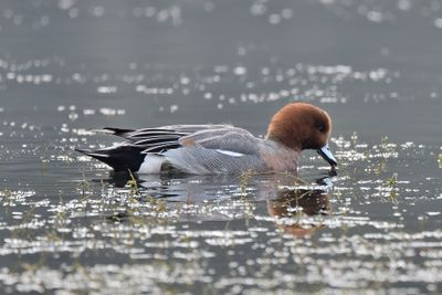 Wigeon
