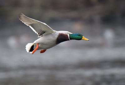 Mallard