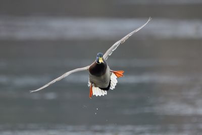 Mallard
