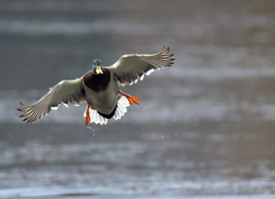 Mallard
