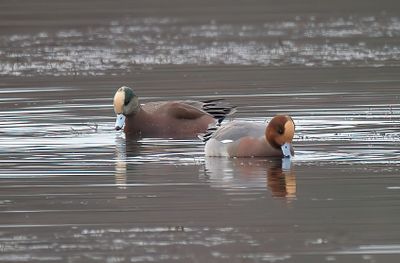 American Wigeon