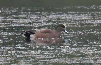 American Wigeon