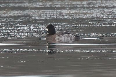 Lesser Scaup
