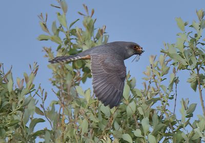 Red-footed Falcon 
