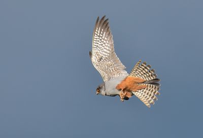Red-footed Falcon