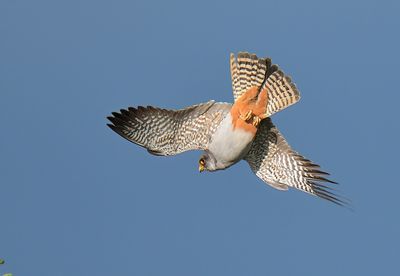 Red-footed Falcon